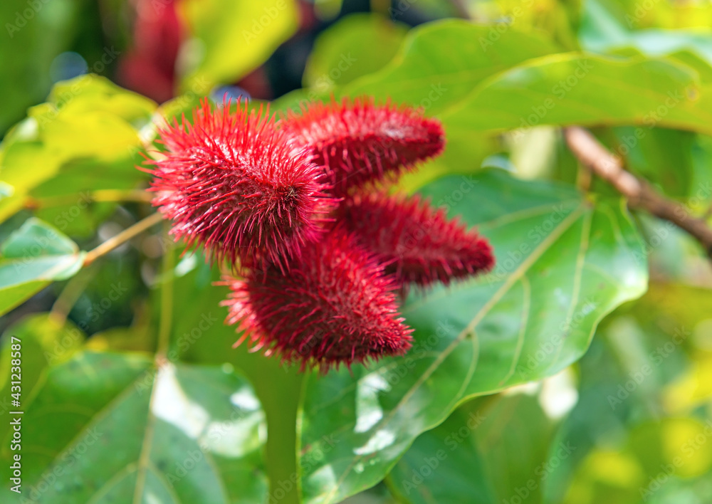 Bixa Orellana shrub with fruit, the source of natural orange red condiment annatto, an ingredient for industrial food coloring, Cuyabeno wildlife reserve, Amazon rainforest, Ecuador. Bixa Orellana shrub with fruit, the source of natural orange red condiment annatto, an ingredient for industrial food coloring, Cuyabeno wildlife reserve, Amazon rainforest, Ecuador.