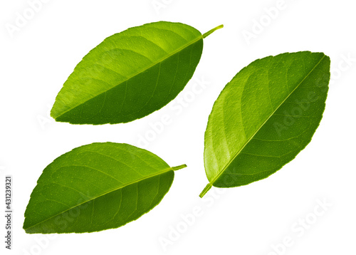 Citrus leaves isolated on white background