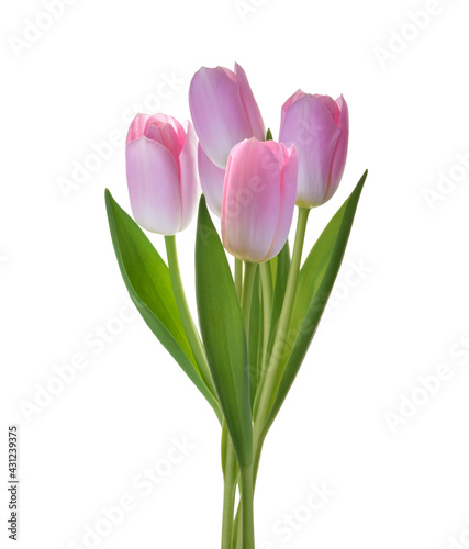 bunch of pink tulip flowers isolated on white background clipping path