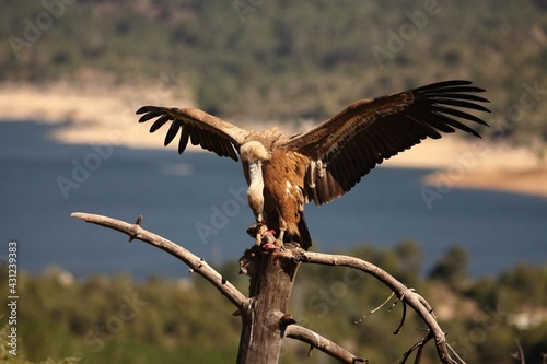 The Griffon vulture (Gyps fulvus) calmly sitting on the tree and eating the death rabbit.