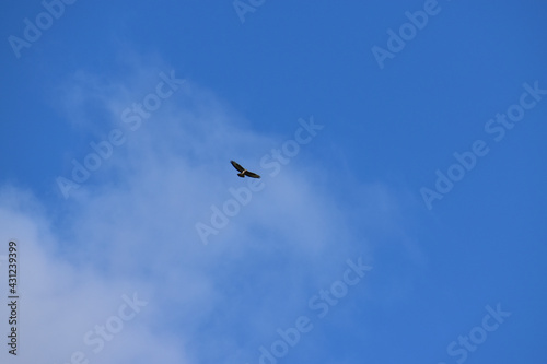 Buteo buzzard (rough-legged hawk) in the blue sky with clouds, Coventry, England, UK