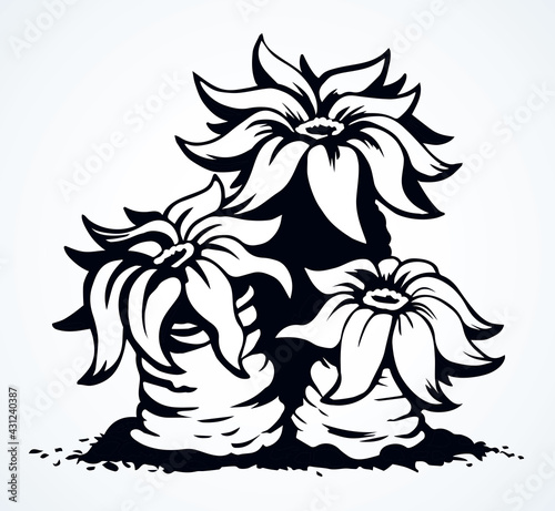 Undersea world. Seaweed. Vector drawing