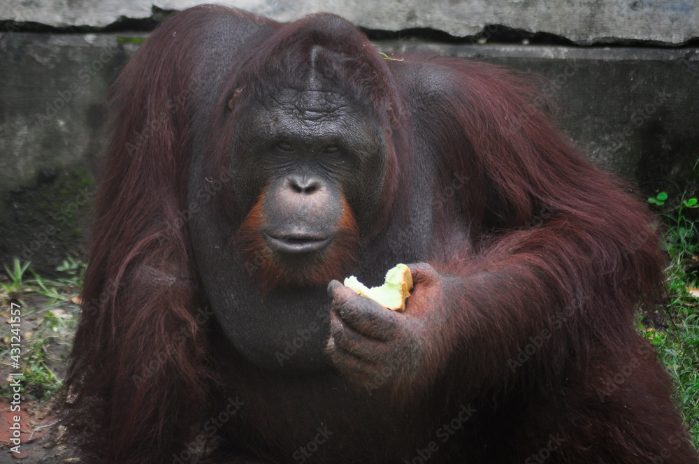 orangutans eating at the zoo, Surabaya city. (Sunday, 7 November 2015) orangutans eating at the zoo, Surabaya city. (Sunday, 7 November 2015)