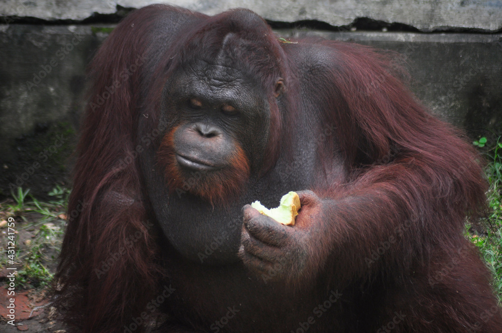 orangutans eating at the zoo, Surabaya city. (Sunday, 7 November 2015) orangutans eating at the zoo, Surabaya city. (Sunday, 7 November 2015)