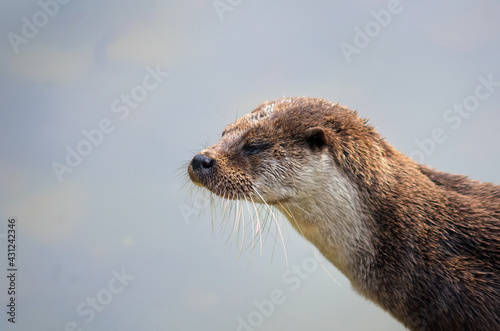 Close-up of an otter's head, isolated on a light blurred background