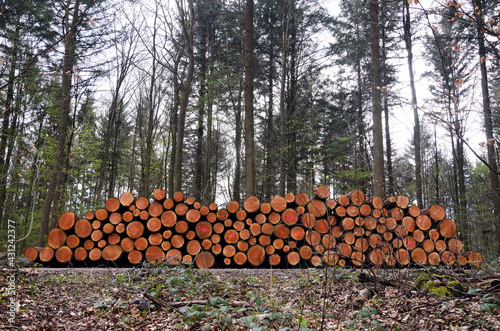Stack of wood logs in the Forest. Stack of logs. Natural wooden background with timber. Log wall. Pile of timber 