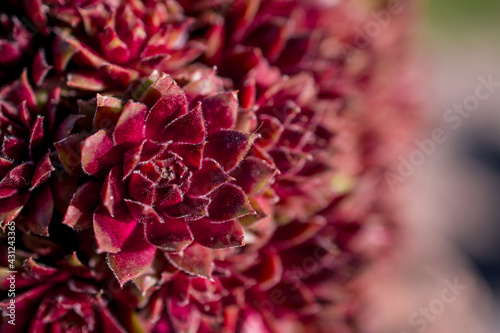 Macro of a purple succulent sempervivum cactus blossom photo