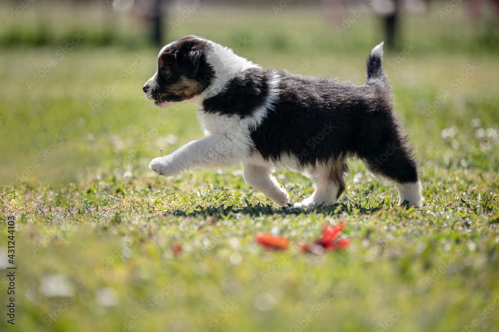 Australian shepherd puppy in the grass