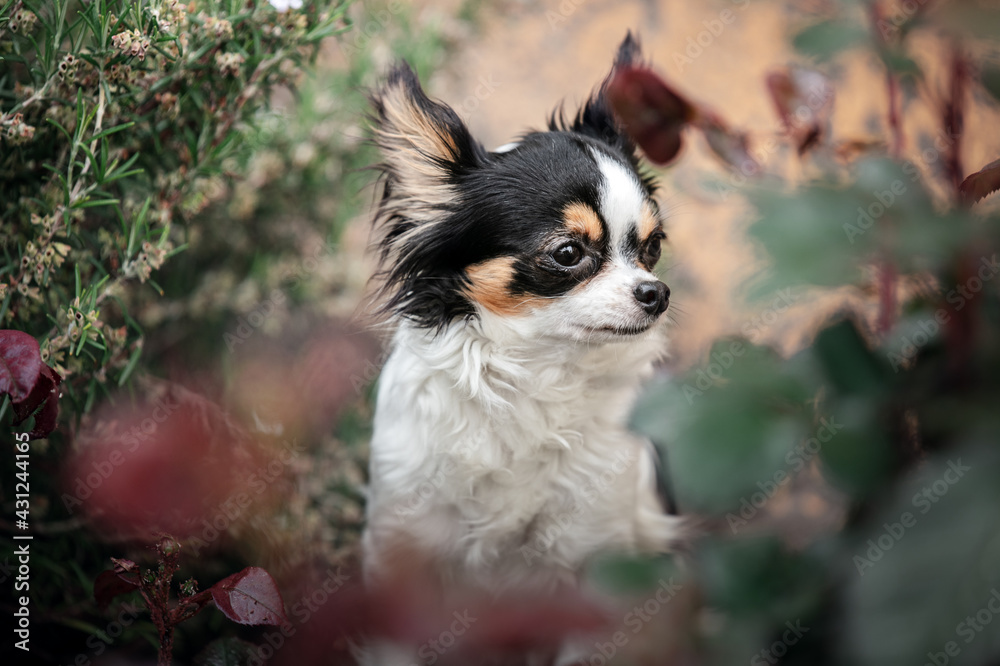 Portrait of a Chihuahua in plants