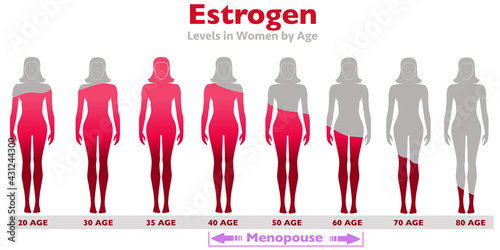 Estrogen Levels. rates in the body of women with age. High ,low proportion. Gray silhouette female, red occupancy rate. Growth, aging, sexual health, libido ratio. Age 20, 30, 40. Illustration vector