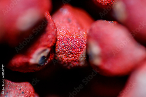 Beyond the Naked Eye: Macro Perspectives