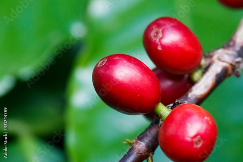 Coffee Cherry Harvest: Nature's Bounty Unveiled