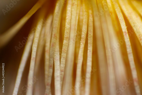 Miniature World: Exploring the Macro Universe