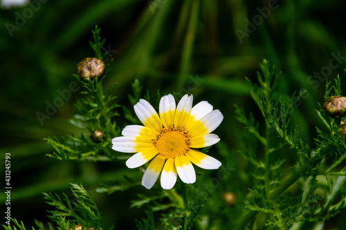 Chrysanthemum coronarium pertenece a la familia Asteraceae