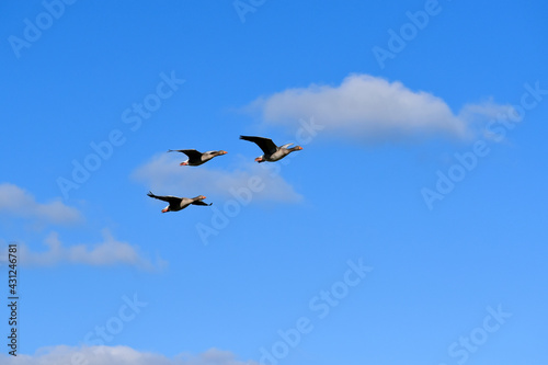 Three country geese flying, Coombe Abbey, Coventry, England, UK 