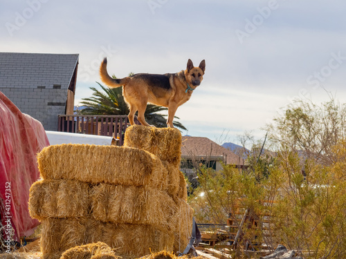 Canvas Print Close up shot of cute German Shepherd standing in a farm