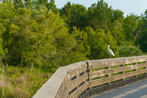 white stork on the fence