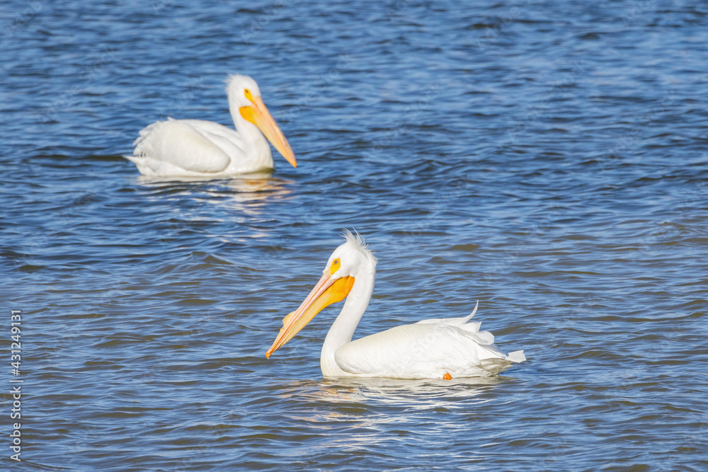 Close up shot of a Pelican swimming in the lake Close up shot of a Pelican swimming in the lake
