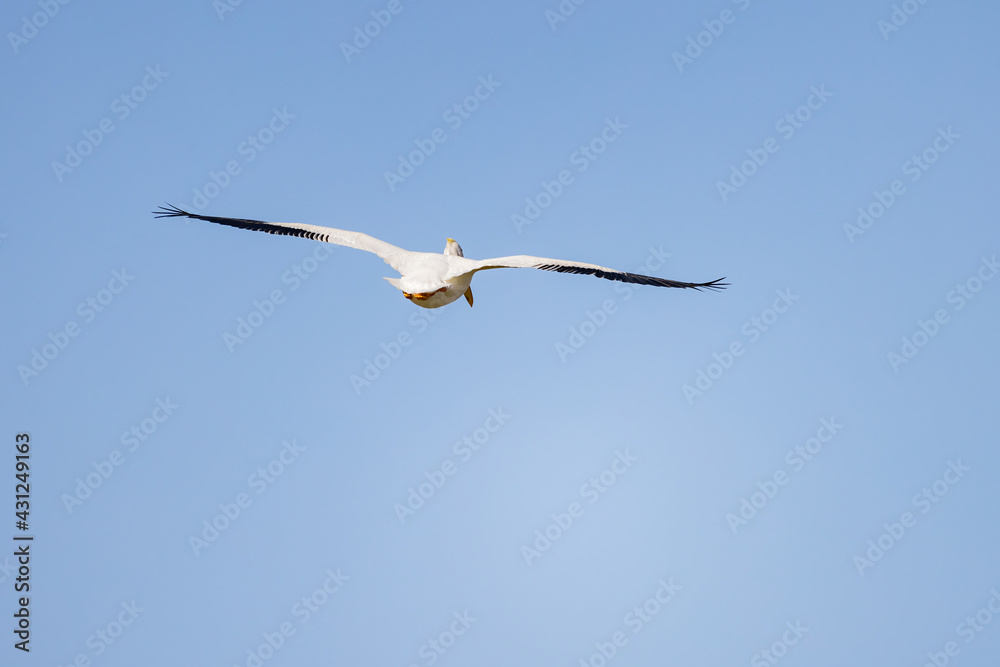 Close up shot of a Pelican flying Close up shot of a Pelican flying