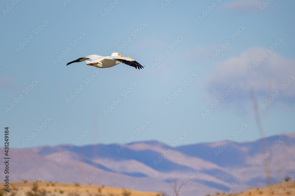 Close up shot of a Pelican flying Close up shot of a Pelican flying