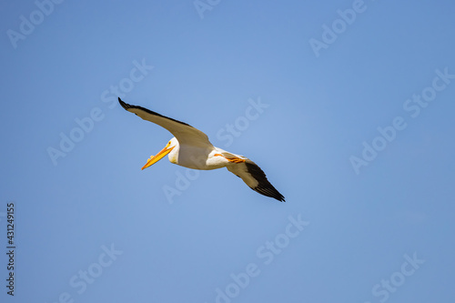 Close up shot of a Pelican flying