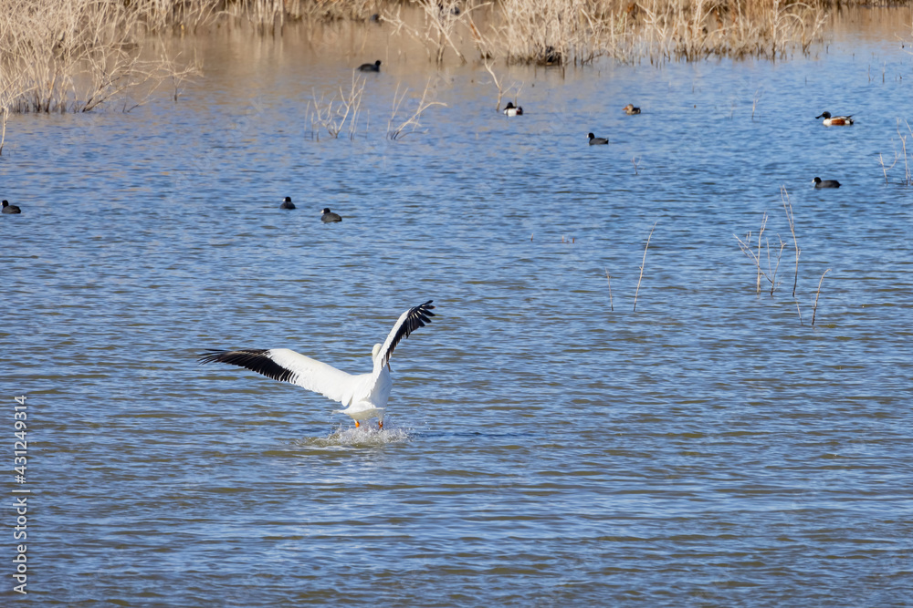 Close up shot of a Pelican landing in the lake Close up shot of a Pelican landing in the lake