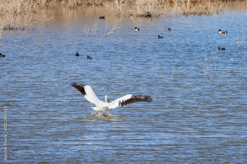 Close up shot of a Pelican landing in the lake