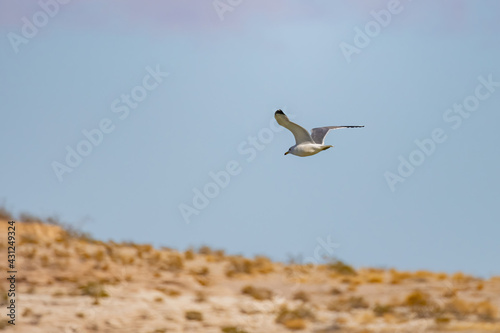 Close up shot of California gull flying