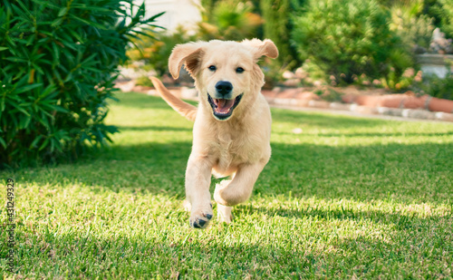 Fototapeta Naklejka Na Ścianę i Meble -  Beautiful and cute golden retriever puppy dog having fun at the park running on the green grass. Lovely labrador purebred doggy