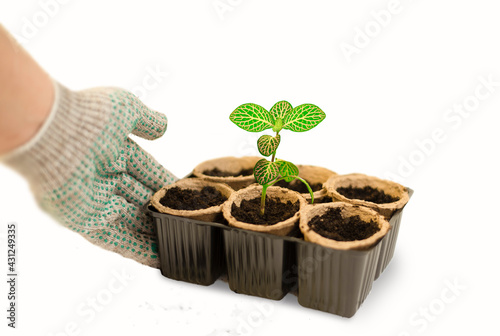 A GLOVED HAND HOLDING A POTS OF FLOWERS. isolated seedlings