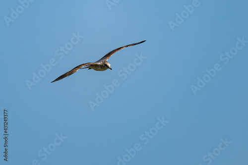 Close up shot of California gull flying