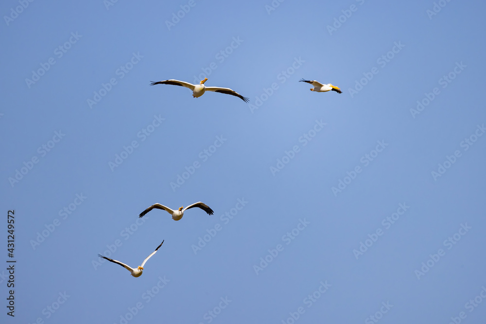 Close up shot of a Pelican flying Close up shot of a Pelican flying