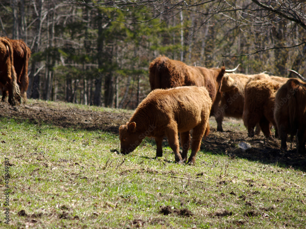 Scottish Highlander calf grazing the in the pasture Scottish Highlander calf grazing the in the pasture
