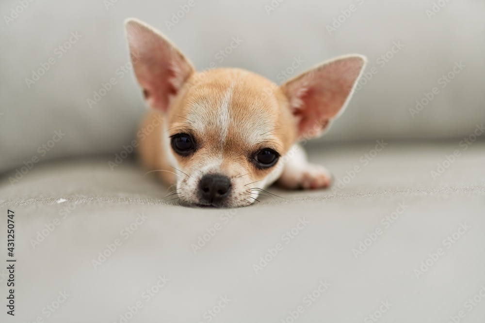 Beautiful small dog chihuahua lying resting sitting on the sofa at home Beautiful small dog chihuahua lying resting sitting on the sofa at home