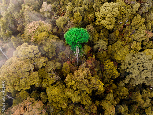 Aerial view of tropical rainforest. A single tree that stand out from the rest.