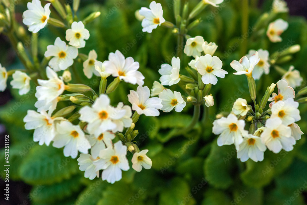 English primrose flowers in the garden