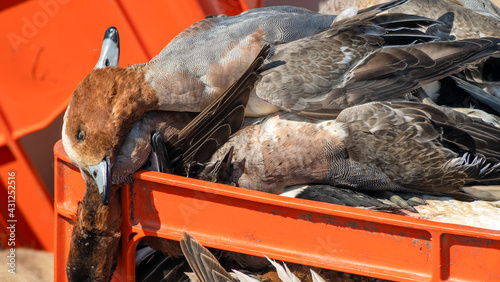 Trophy hunter wild ducks lay on the orange box. Hunting concept.