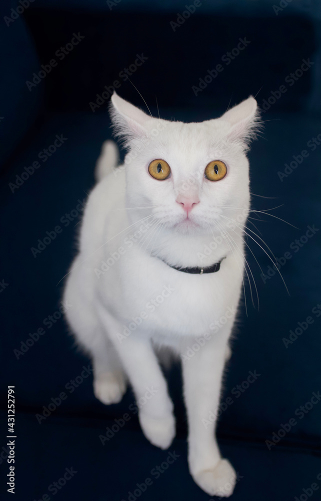 Fototapeta premium White cat with yellow eyes