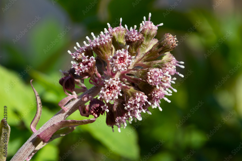 Purple blossom of the common butterbur, also called Petasites hybridus or Gewoehnliche Pestwurz Purple blossom of the common butterbur, also called Petasites hybridus or Gewoehnliche Pestwurz