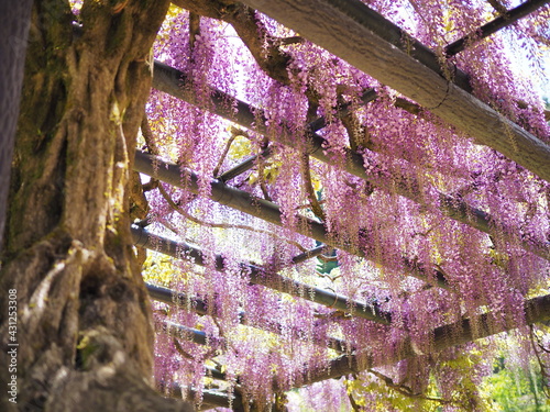 公園に咲く藤の花
