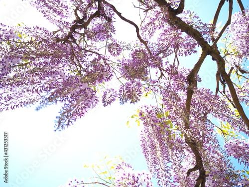 公園に咲く藤の花