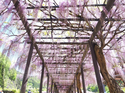 公園に咲く藤の花