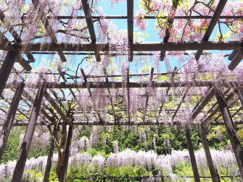 公園に咲く藤の花