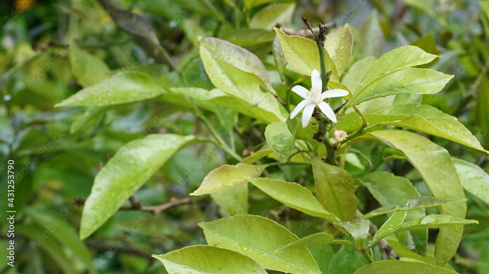 flower plant nature