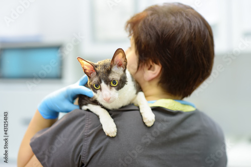 Veterinarian examines a cat of a Cornish Rex breed at veterinary clinic. Health of pet.