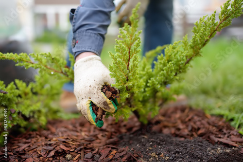 Gardener mulching with pine bark juniper plants in the yard. Seasonal works in the garden. Landscape design. Ornamental shrub juniper. photo