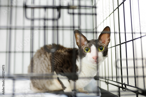 Breed Cornish Rex cat during the examination in veterinary clinic. Pet health. Care animal. Homelessness cat in a cage in an animal shelter. Hotels for animals, overexposure. Lost pets.