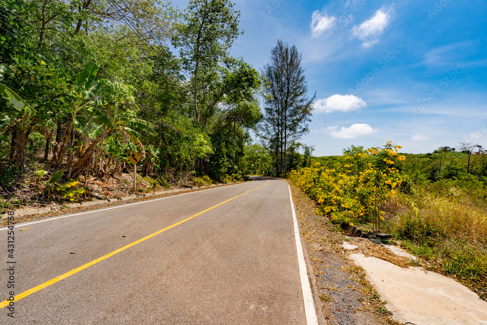 The asphalt road through the Rubber trees plantation in Summer season beautiful blue sky background at Phuket Thailand