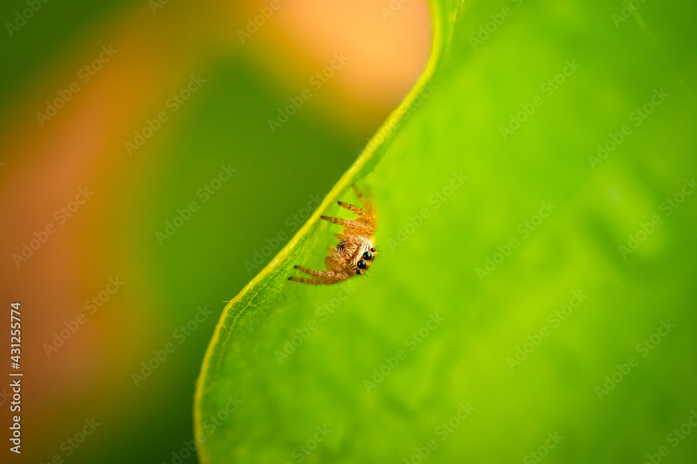 Macro closeup on Hyllus semicupreus Jumping Spider on blurred greenery background in garden with copy space using as background natural green plants landscape, ecology, fresh wallpaper. Macro closeup on Hyllus semicupreus Jumping Spider on blurred greenery background in garden with copy space using as background natural green plants landscape, ecology, fresh wallpaper.