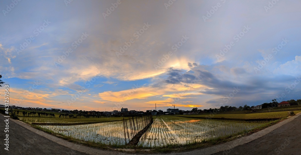 sunset over the rice fields